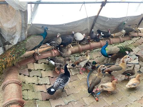 Aksaray'da nesli tükenme tehlikesi olan hayvanların ticaretini yapan kişiye para cezası - Son Dakika Haberleri